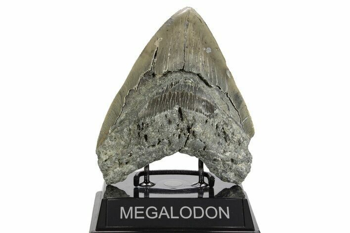 Serrated, Fossil Megalodon Tooth - North Carolina #338604